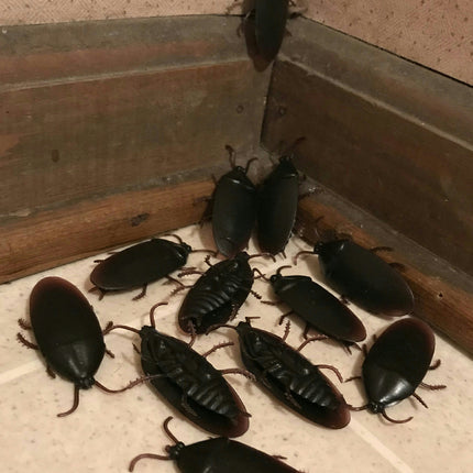 12 Fake Cockroaches Realistic Rubber Roach Gag Joke Prank
