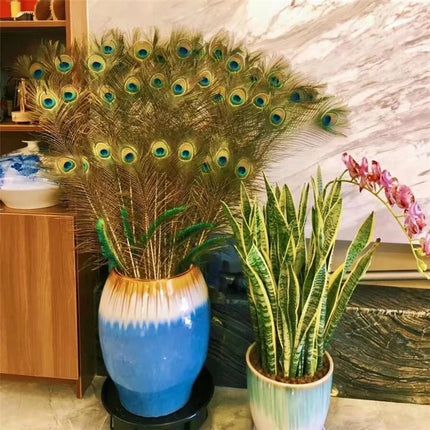 Wholesale Real Peacock Feathers (50-100/lot)