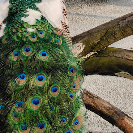 Wholesale Real Peacock Feathers (50-100/lot)