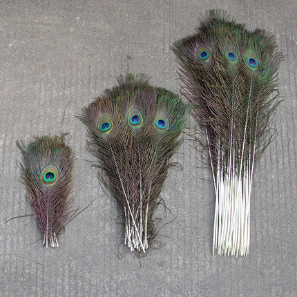 Wholesale Real Peacock Feathers (50-100/lot)