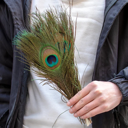 Wholesale Real Peacock Feathers (50-100/lot)